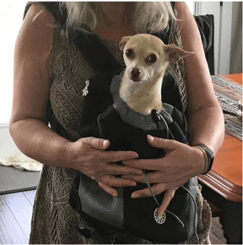 🔥Summer Hot Sale 🔥2026 Summer Dog Backpack