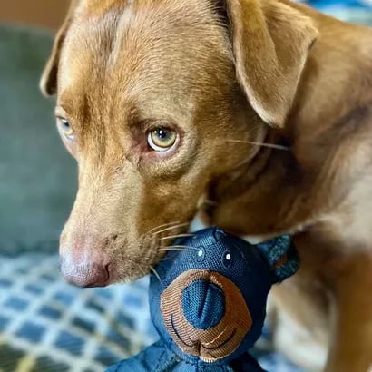BearTough – Indestructible Fun for a Happy and Healthy Dog